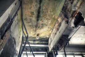 Best Mold Damage Restoration  in Ocean Pines, MD